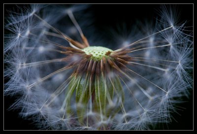 Dandelion