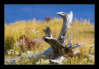 Mount St Helens