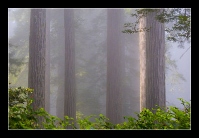 Morning Fog