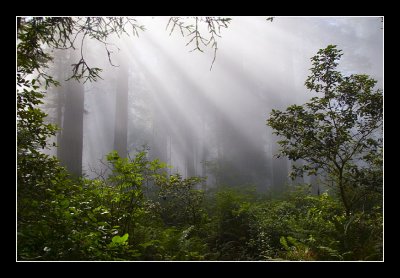 Morning Fog