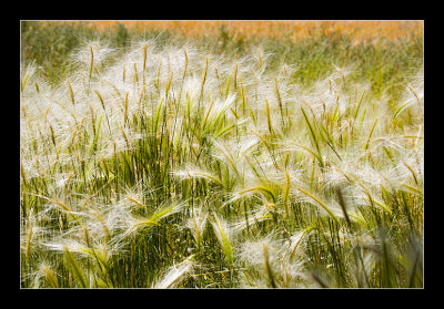 Wild Grass