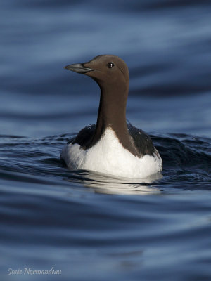 guillemot marmette2 4481.jpg