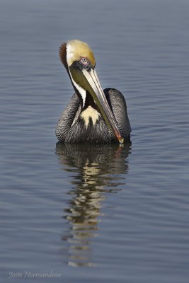 pelican2 7058.jpg