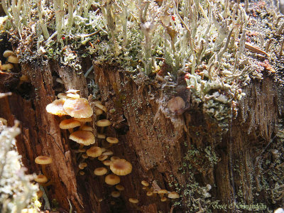 champignons 6973.jpg