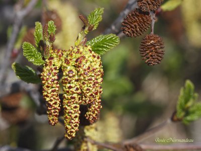 fleurs et cones 6705.jpg