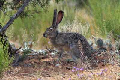 Big Wabbit.jpg