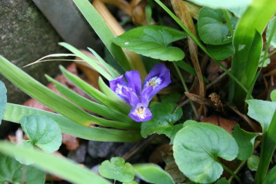 Iris Lacustris