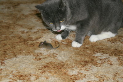 Mulle har fanget en mus
