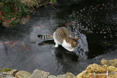 Molly on thin ice