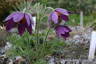 Pulsatilla