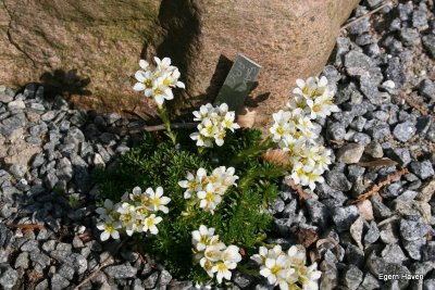 apiculata Alba