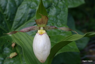 Cypripedium fasciolatum