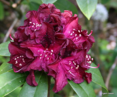 Rhododendron Midnight Mystique