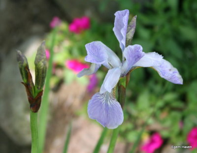 Iris sibirica Mrs. Rowe