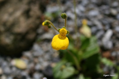 Calceolaria falklandica
