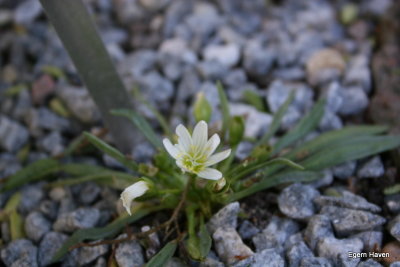 Lewisia Triphylla