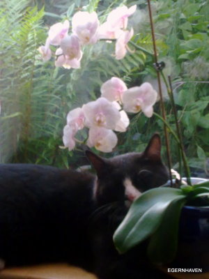 Felix in the window with the Phalaenopsis