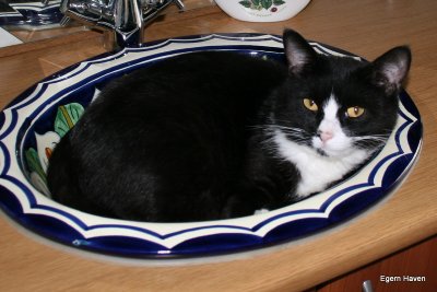 Felix in the bathroom sink