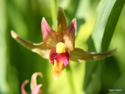 Epipactis gigantea