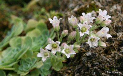 Rosularia plathyphylla
