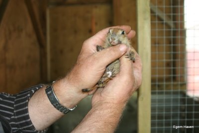 Hobro Mini Zoo