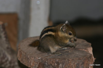 Tamiops swinhoei (South China/ Vietnam )