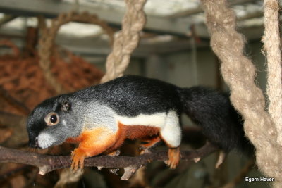 Callosciurus prevosti (Malaysia)