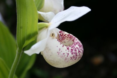 Cypripedium regina