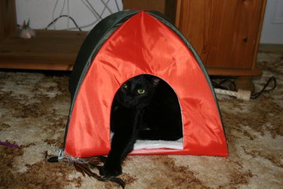 Molly i sit telt
