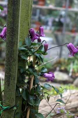 Clematis Queen Mother