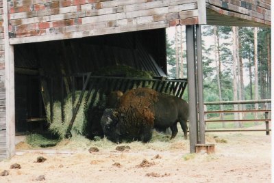 High Charparral bison.