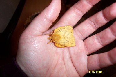 What species of moth is this ? Hvilken slags svrmer er det ?