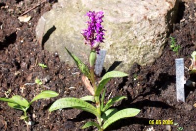 Dactylorhiza