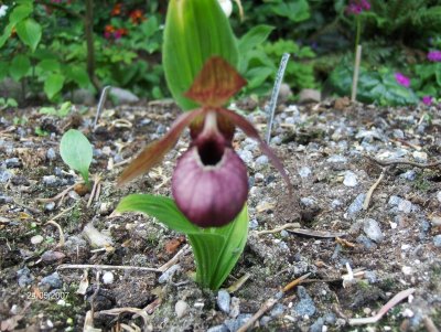 Cypripedium