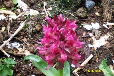 Dactylorhiza Sambucina