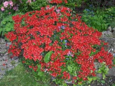 Azalea Fridoline