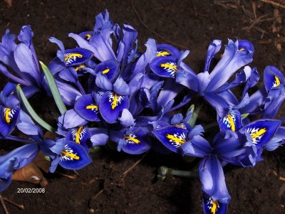 Iris reticulala