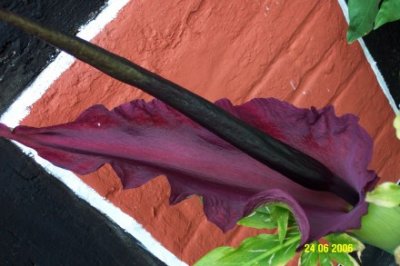 Dracunculus vulgaris