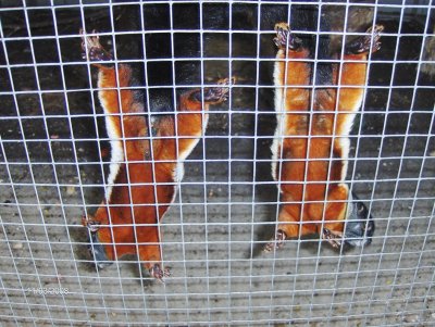 Jack & Josefine hanging out to dry