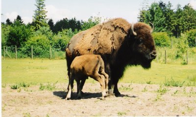 Lveparken. Bison