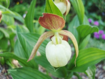 Cypripedium