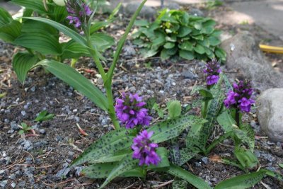 Dactylorhiza maculata