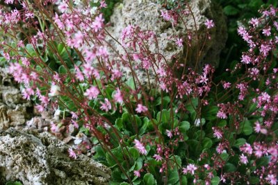 umbrosa Ellliot