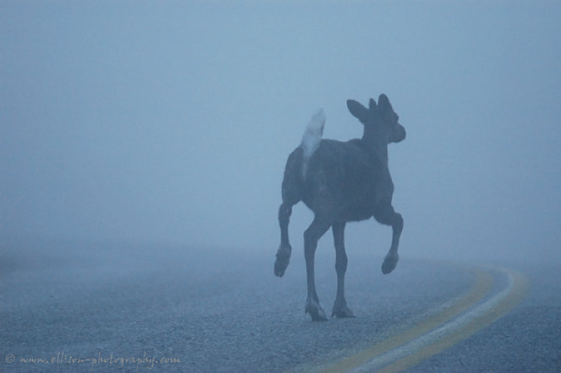 Mountain Caribou