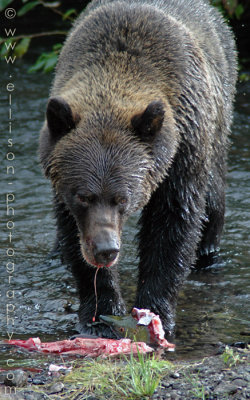 Grizzly Bear at Hannah Creek