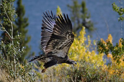 Immature Bald Eagle