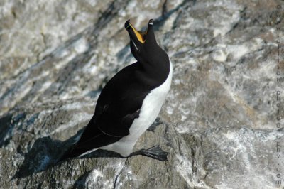 Razorbill