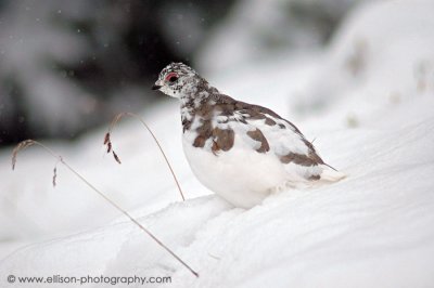 Rock Ptarmigan