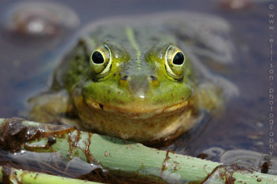 Green Frog