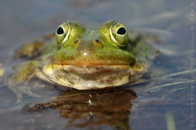 Green Frog